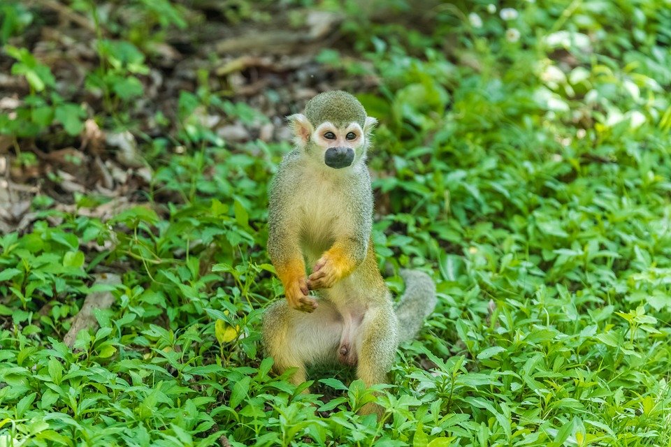 Review Jujur YOVONINE Untuk Sukan Ekstrem