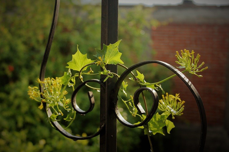 Panduan Lengkap LONKOOM Noble: Segala Yang Anda Perlu Tahu Sebelum Beli