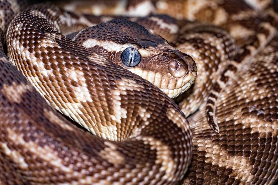 But Kulit Lelaki Kasual: Padanan Sempurna Dengan Jeans Atau Chinos