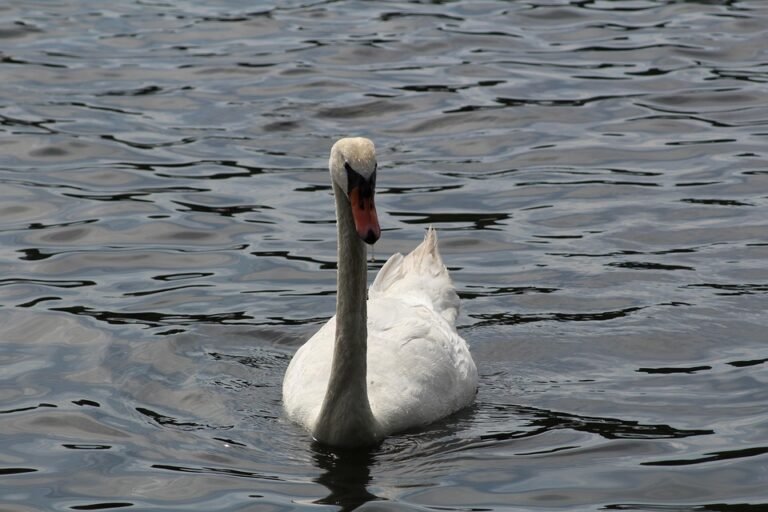 Mengapa Setiap Dapur Perlukan Kuali Masaki Honeycomb Ini?