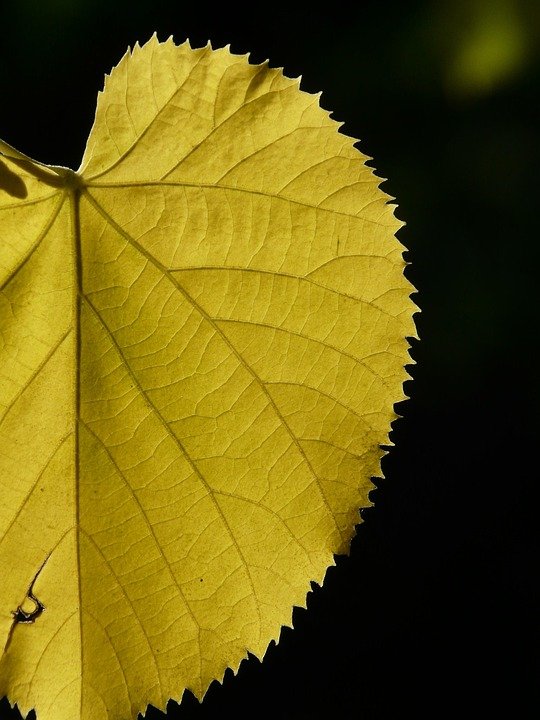 Tilam Angin Automatik WTHB: Bukan Sekadar Tilam