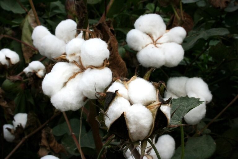 Seluar Palazzo Cotton: Gaya Bergaya Untuk Wanita Berumur